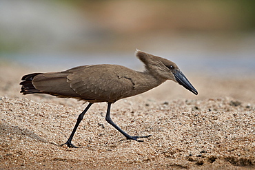 Hamerkop (Scopus umbretta), Kruger National Park, South Africa, Africa