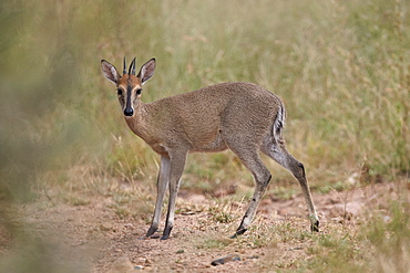 Common Duiker (Grey Duiker) (Bush?Duiker) (Sylvicapra?grimmia), Kruger National Park, South Africa, Africa