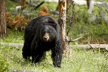 Black bear (Ursus americanus) sow, Yellowstone National Park, Wyoming, United States of America, North America