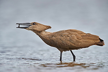 Hamerkop (Scopus umbretta) with potential food, Kruger National Park, South Africa, Africa