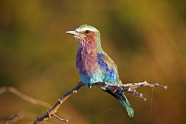 Lilac-breasted Roller (Coracias caudata), Kruger National Park, South Africa, Africa