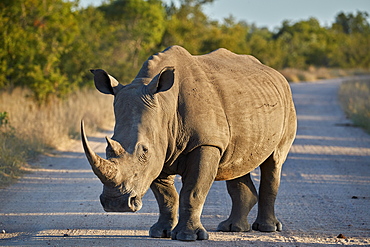 White Rhinoceros (Ceratotherium simum), Kruger National Park, South Africa, Africa