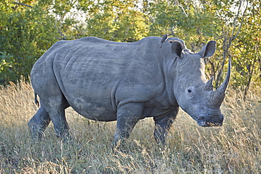 White Rhinoceros (Ceratotherium simum), Kruger National Park, South Africa, Africa