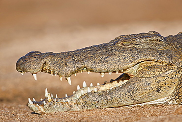 Nile Crocodile (Crocodylus niloticus), Kruger National Park, South Africa, Africa