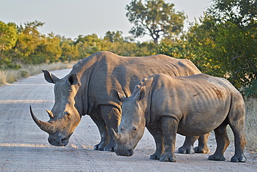 White Rhinoceros (Ceratotherium simum), Kruger National Park, South Africa, Africa