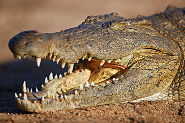 Nile Crocodile (Crocodylus niloticus), Kruger National Park, South Africa, Africa