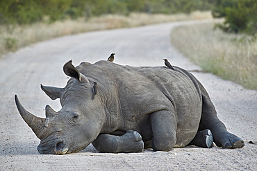 White Rhinoceros (Ceratotherium simum) with Red-billed Oxpecker (Buphagus erythrorhynchus), Kruger National Park, South Africa, Africa