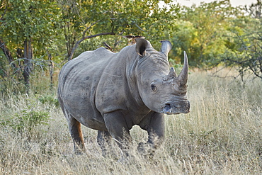 White Rhinoceros (Ceratotherium simum), Kruger National Park, South Africa, Africa