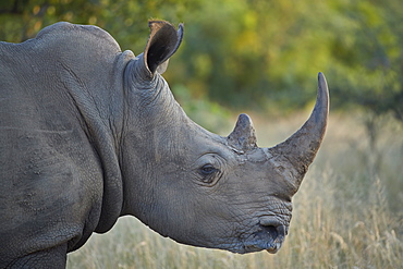 White Rhinoceros (Ceratotherium simum), Kruger National Park, South Africa, Africa