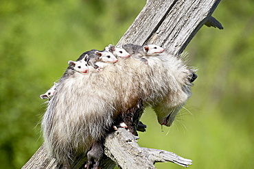 Opossum (Didelphis virginiana) mother and babies, in captivity, Sandstone, Minnesota, United States of America, North America