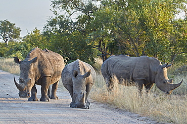 Three White Rhinoceros (Ceratotherium simum), Kruger National Park, South Africa, Africa