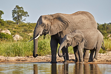 Two African Elephant (Loxodonta africana) drinking, Kruger National Park, South Africa, Africa