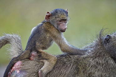 Chacma Baboon (Papio ursinus) infant riding on its mother's back, Kruger National Park, South Africa, Africa