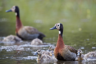 White-faced Whistling Duck (Dendrocygna viduata) adults and ducklings, Kruger National Park, South Africa, Africa