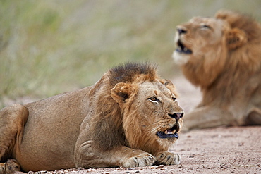 Two male Lion (Panthera leo) roaring, Kruger National Park, South Africa, Africa