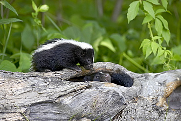 Striped skunk (Mephitis mephitis) baby on log with adult in log, in captivity, Sandstone, Minnesota, United States of America, North America