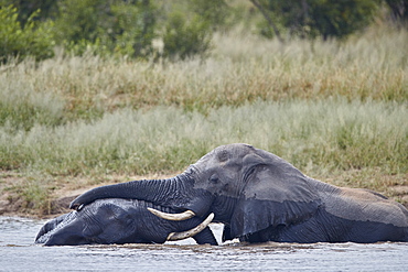 Two African Elephant (Loxodonta africana) bulls playing in a waterhole, Kruger National Park, South Africa, Africa