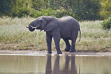 African Elephant (Loxodonta africana) bull drinking, Kruger National Park, South Africa, Africa