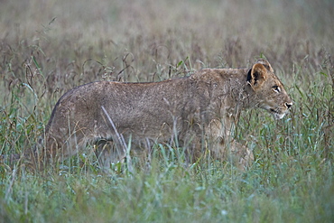 Lion (Panthera leo) cub, Kruger National Park, South Africa, Africa