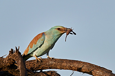 European Roller (Coracias garrulus) with a Jones' Burrowing Scorpion (Cheloctonus jonesii), Kruger National Park, South Africa, Africa