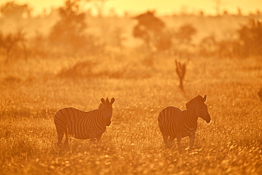 Chapman's Zebra (Plains Zebra) (Equus quagga chapmani) in golden backlight, Kruger National Park, South Africa, Africa