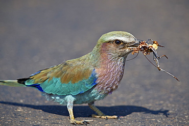 Lilac-breasted Roller (Coracias caudata) with an insect carcass, Kruger National Park, South Africa, Africa