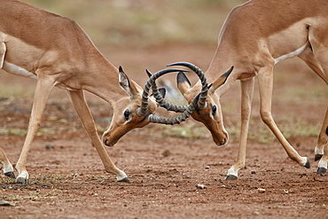 Impala (Aepyceros melampus) bucks sparring, Kruger National Park, South Africa, Africa