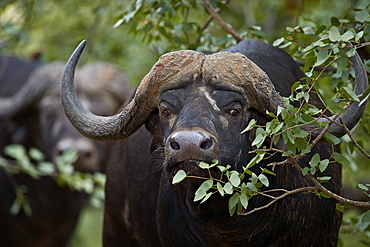 Cape Buffalo (African Buffalo) (Syncerus caffer), Kruger National Park, South Africa, Africa