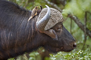 Cape Buffalo (Syncerus caffer) with a Yellow-billed Oxpecker (Buphagus africanus), Kruger National Park, South Africa, Africa