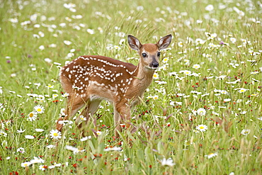 Whitetail deer (Odocoileus virginianus) fawn among oxeye daisy, in captivity, Sandstone, Minnesota, United States of America, North America