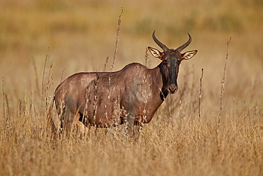 Topi (Tsessebe) (Damaliscus lunatus), Kruger National Park, South Africa, Africa