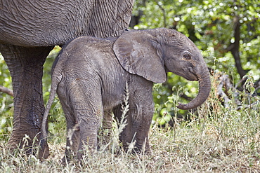 Days-old African Elephant (Loxodonta africana) calf, Kruger National Park, South Africa, Africa