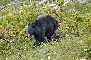 Black Bear (Ursus americanus) sow and chocolate cub-of-the-year, Yellowstone National Park, UNESCO World Heritage Site, Wyoming, United States of America, North America