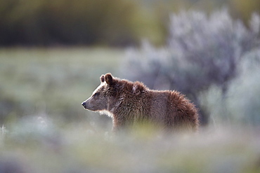 Grizzly Bear (Ursus arctos horribilis), yearling cub, Yellowstone National Park, UNESCO World Heritage Site, Wyoming, United States of America, North America