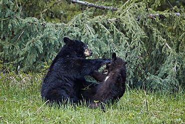 Black Bear (Ursus americanus) sow and yearling cub playing, Yellowstone National Park, UNESCO World Heritage Site, Wyoming, United States of America, North America