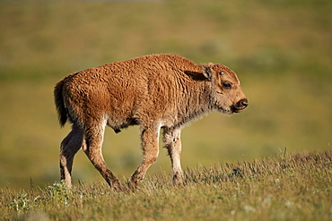 Bison (Bison bison) calf, Yellowstone National Park, Wyoming, United States of America, North America