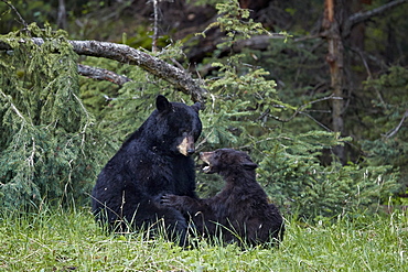 Black Bear (Ursus americanus) sow and yearling cub playing, Yellowstone National Park, UNESCO World Heritage Site, Wyoming, United States of America, North America