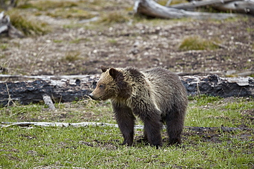 Grizzly Bear (Ursus arctos horribilis), yearling cub, Yellowstone National Park, Wyoming, United States of America, North America