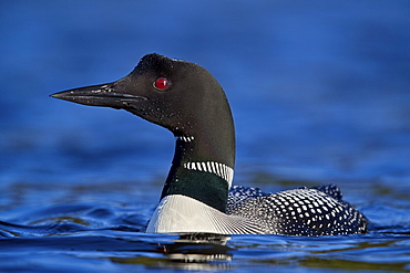 Common Loon (Gavia immer), Lac Le Jeune Provincial Park, British Columbia, Canada, North America