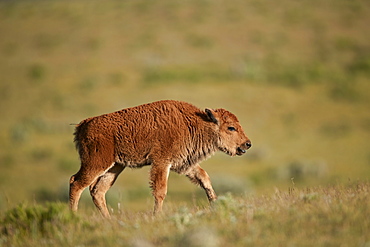 Bison (Bison bison) calf, Yellowstone National Park, Wyoming, United States of America, North America