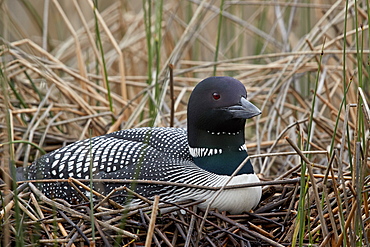 Common Loon (Gavia immer) on a nest, Lac Le Jeune Provincial Park, British Columbia, Canada, North America