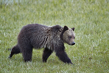 Grizzly Bear (Ursus arctos horribilis), yearling cub, Yellowstone National Park, Wyoming, United States of America, North America