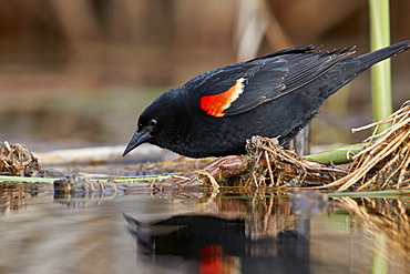 Red-winged Blackbird (Agelaius phoeniceus), male, Lac Le Jeune Provincial Park, British Columbia, Canada, North America