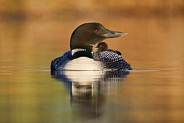 Common Loon (Gavia immer) adult and chick on its back, Lac Le Jeune Provincial Park, British Columbia, Canada, North America