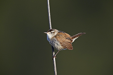 Marsh Wren (Cistothorus palustris), Lac Le Jeune Provincial Park, British Columbia, Canada, North America