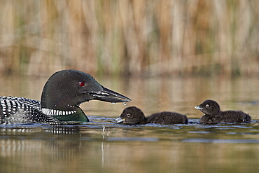 Common Loon (Gavia immer) adult and two chicks, Lac Le Jeune Provincial Park, British Columbia, Canada, North America