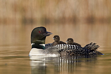 Common Loon (Gavia immer) adult and two chicks on its back, Lac Le Jeune Provincial Park, British Columbia, Canada, North America
