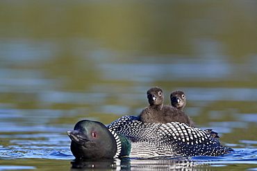 Common Loon (Gavia immer) adult with two chicks on its back, Lac Le Jeune Provincial Park, British Columbia, Canada, North America