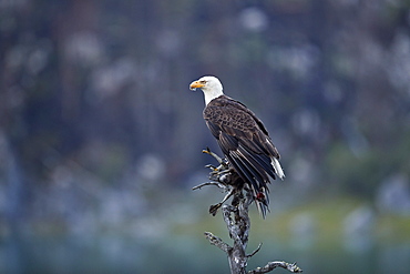 Bald Eagle (Haliaeetus leucocephalus) with a Canada Goose (Branta canadensis) gosling, Jasper National Park, Alberta, Canada, North America