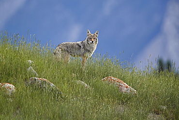 Coyote (Canis latrans), Jasper National Park, UNESCO World Heritage Site, Alberta, Canada, North America